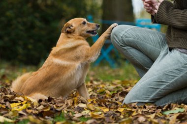 Köpek sahibinin dizine pençe koyar. 