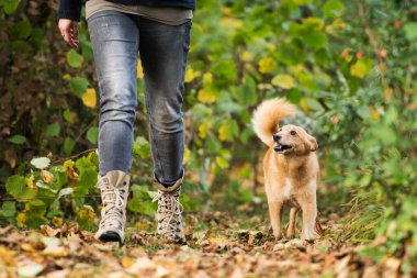 Sonbahar doğasında köpekle yürümek