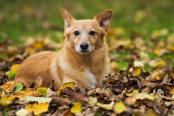 Smíšený Plemenný Pes Podzimním Listí — Stock fotografie