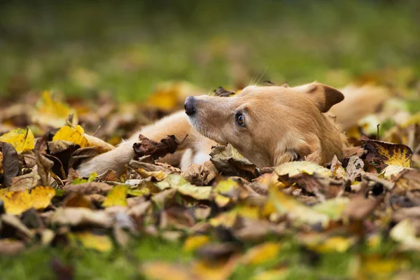 Perro Raza Mixta Hojas Otoño — Foto de Stock