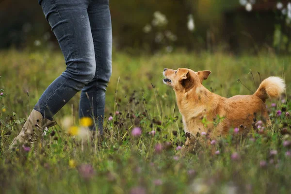 Spaziergang Mit Hund Der Herbstlichen Natur — Stockfoto