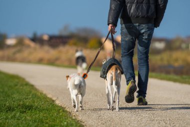 Adam köpekleriyle yürüyüşe çıkıyor. 