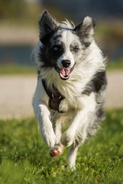 Correndo Fronteira Collie Cão — Fotografia de Stock