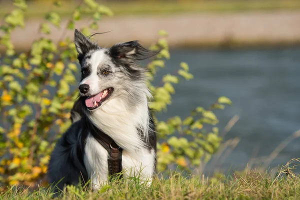 Gräns Collie Hund Vid Floden — Stockfoto