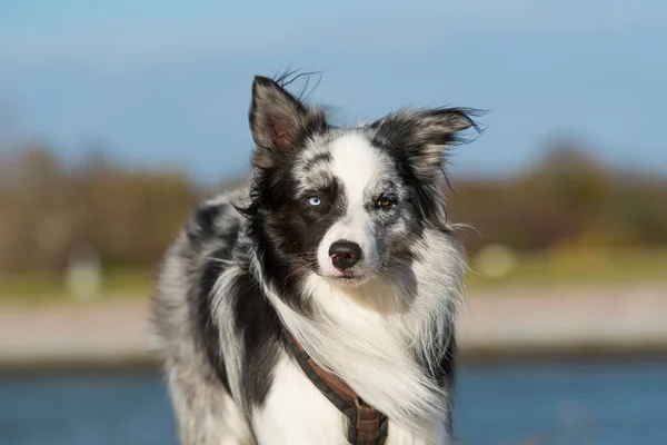 Border Collie Hund Fluss — Stockfoto