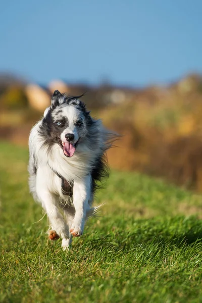 Corriendo Frontera Collie Perro —  Fotos de Stock