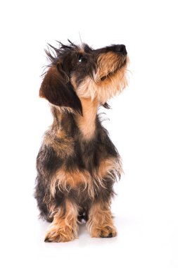 Beyaz arka planda izole edilmiş şirin dachshund köpeği.