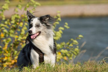 Collie sınır köpeği doğa arka planında