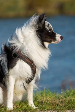 Collie sınır köpeği doğa arka planında