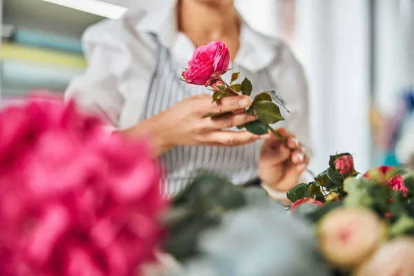 Florista feminino experiente escolhendo uma bela rosa — Fotografia de Stock