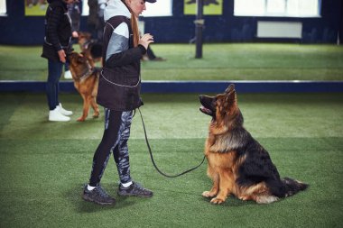 Profesyonel eğitmen itaatkar bir köpeğe Kal komutunu öğretiyor.