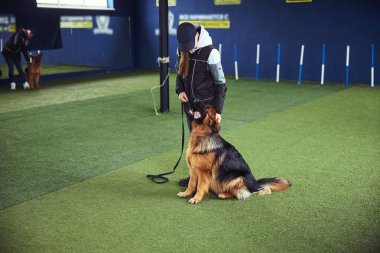 Köpek antrenman sırasında eğitmene bakıyor.