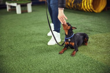 Profesyonel eğitmen köpek yavrusunu nazikçe çenesini kapalı tutuyor.