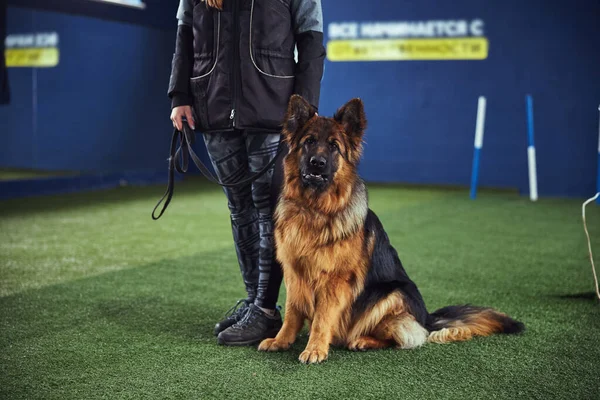 Dog owner holding a beautiful obedient German shepherd on a leash — Stock Photo, Image