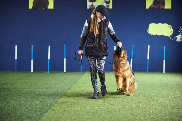 Entrenador profesional enfocado alimentando a un perro obediente con la correa —  Fotos de Stock