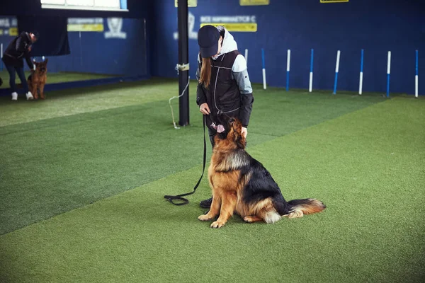 Собака дивиться на інструктора під час тренування — стокове фото