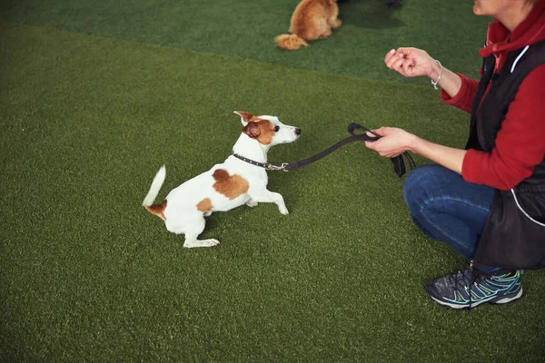 Zkušený instruktor trénink roztomilé štěně ve škole poslušnosti — Stock fotografie