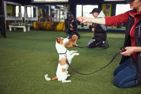 Професійний дресирувальник собак, який практикує команду Стенду — стокове фото