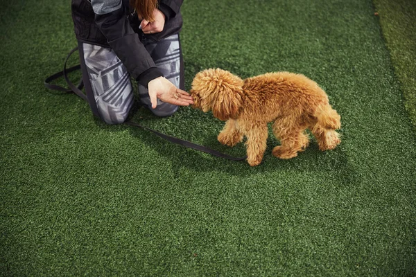 Entrenador de perros alimentando al cachorro durante la sesión de entrenamiento —  Fotos de Stock