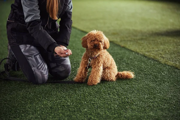 Instructora con una golosina en el puño sentada junto a un cachorro —  Fotos de Stock