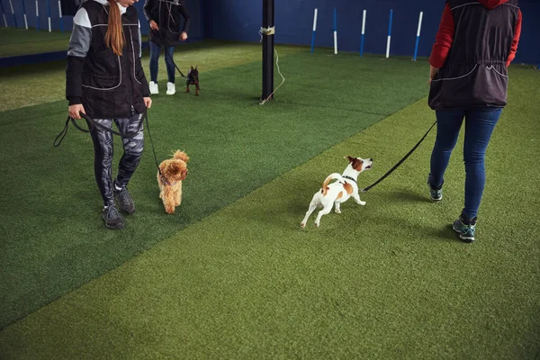 Tres lindos cachorros siendo entrenados por entrenadores experimentados —  Fotos de Stock