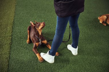 Doberman Pinscher antrenman sırasında bir eğitmene bakıyor.
