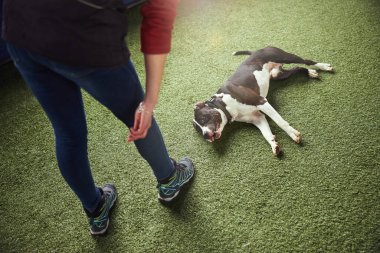 Profesyonel idareci itaatkar bir köpeğe yeni bir emir veriyor.