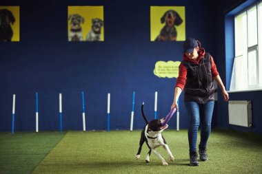 Köpek bir eğitmenin yardımıyla çekiş egzersizi yapıyor.