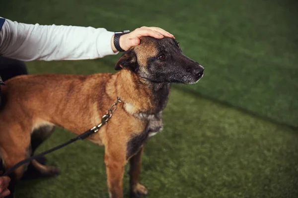 Obediente perro parado durante la sesión de entrenamiento — Foto de Stock