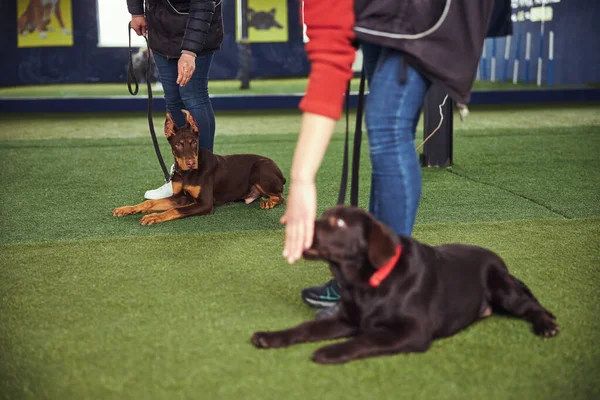 Dos manipuladores trabajando con cachorros en la escuela de obediencia —  Fotos de Stock