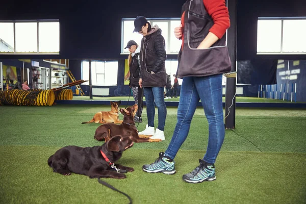 Calma caninos obedientes que se someten a entrenamiento de perros de grupo — Foto de Stock
