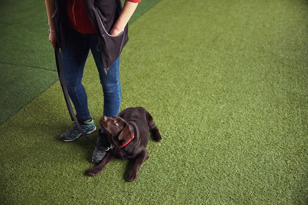 Cachorro mirando al instructor durante la sesión de entrenamiento —  Fotos de Stock