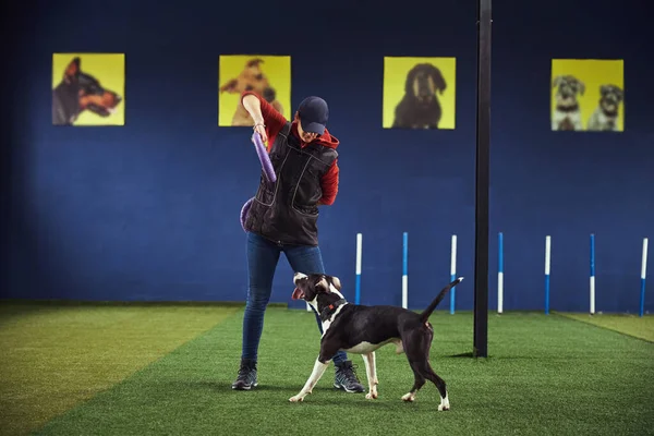 Manipulador profesional que trabaja con un American Staffordshire Terrier —  Fotos de Stock