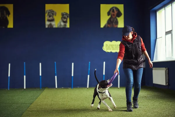 Köpek bir eğitmenin yardımıyla çekiş egzersizi yapıyor.