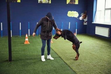 Bir eğitmen tarafından desteklenen Stand komutunu gerçekleştiren köpek