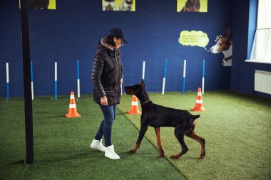 Eğitimde bir eğitmene dikkatli bir köpek bakıyor.