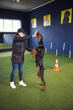 Bir eğitmenin desteğiyle Standın komutasına uyan köpek.