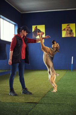 İtaatkar köpek Stant komutuna uyuyor.