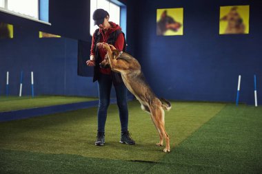 İtaatkar köpek bir antrenörle Stant komutasını uyguluyor.