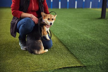 Şirin bir köpek yavrusu ve suni çimlerin üzerinde oturan bir idareci.