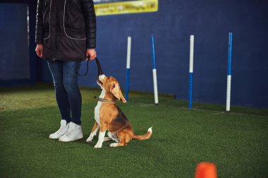 İtaatkar sakin av köpeği Kal komutasında ustalaşıyor