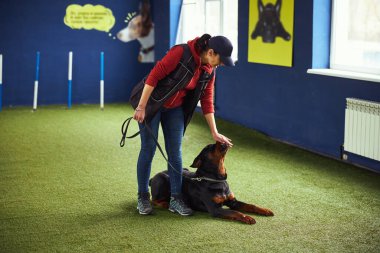 Profesyonel idareci, itaatkar köpeğin çenesini kapalı tutuyor.