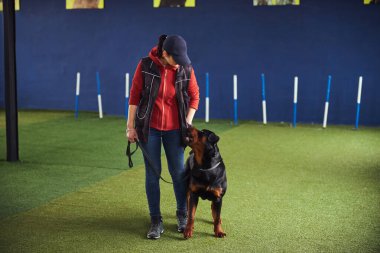 Tecrübeli bir idareci itaatkar bir Rottweiler 'a yeni bir komut öğretiyor