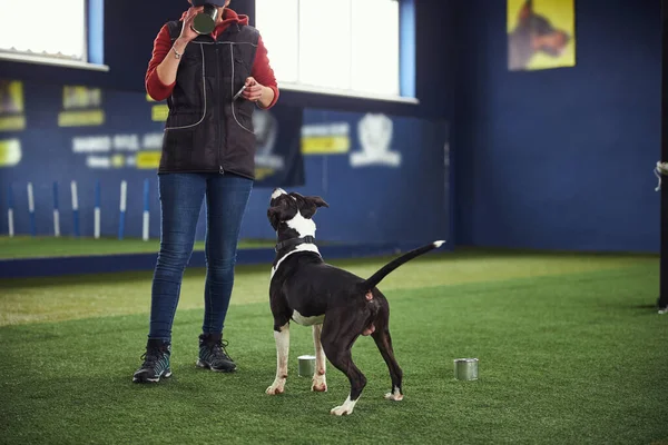 American Staffordshire Terrier siendo entrenado para oler comida — Foto de Stock