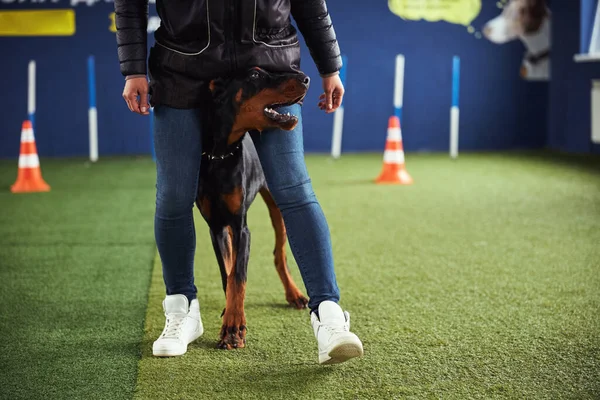 Собака тренується з сертифікованим тренером для тварин — стокове фото