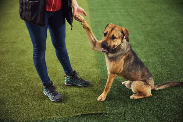 Manipulador profesional practicando un nuevo comando con un perro — Foto de Stock