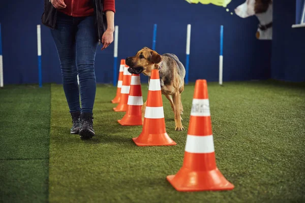 Слухняна собака, яка виконує вправи на спритність, допомагає тренеру — стокове фото