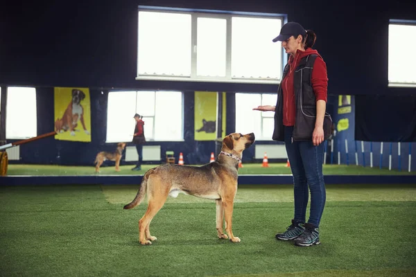 Εκπαιδευτής που διδάσκει σε σκύλο την εντολή Stand — Φωτογραφία Αρχείου