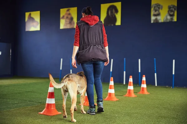 Profesyonel idareci köpeğe çeviklik egzersizi gösteriyor.