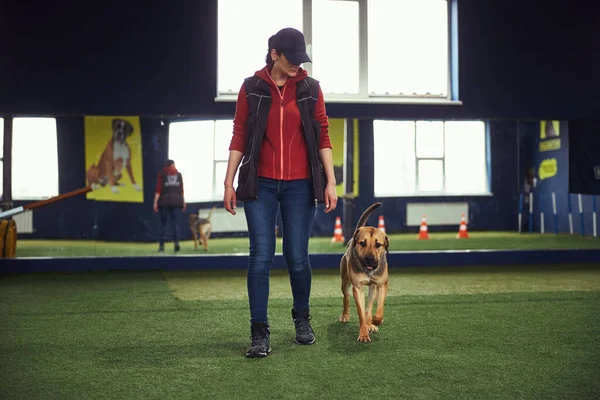 Instructor enfocado enseñando al perro el comando Heel —  Fotos de Stock